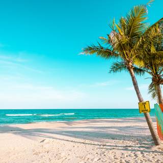 Summer beach palm tree wallpaper