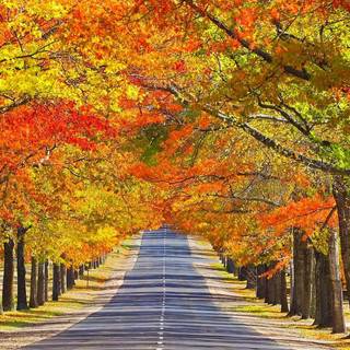 Autumn season road wallpaper