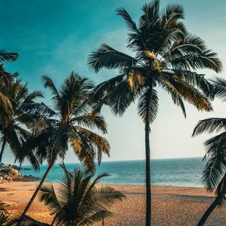 Summer beach palm tree wallpaper