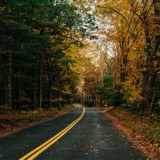 Autumn season road wallpaper