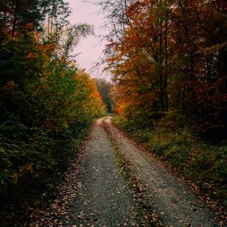 Autumn season road wallpaper
