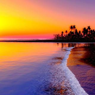 Summer beach palm tree wallpaper