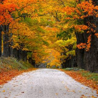 Autumn season road wallpaper