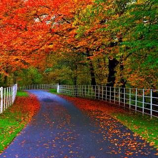 Autumn season road wallpaper