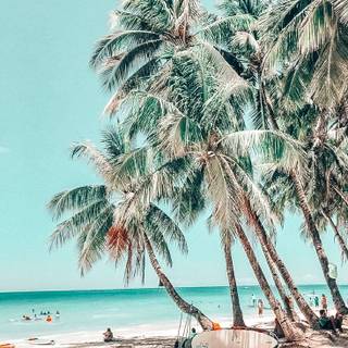 Summer beach palm tree wallpaper