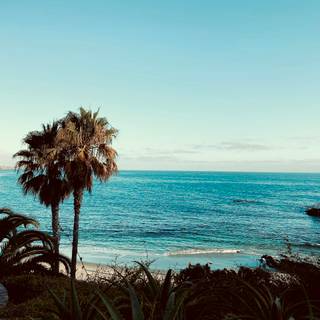 Summer beach palm tree wallpaper