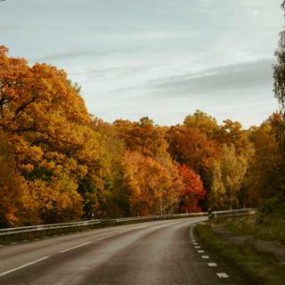Autumn season road wallpaper