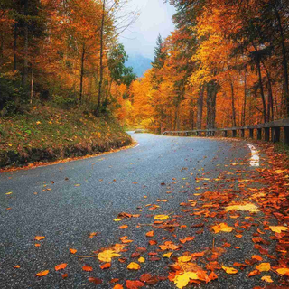 Autumn season road wallpaper