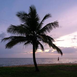 Summer beach palm tree wallpaper