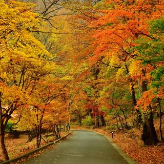 Autumn season road wallpaper