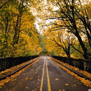 Autumn season road wallpaper