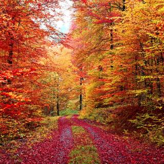 Autumn season road wallpaper