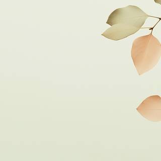 Minimalist autumn laptop wallpaper