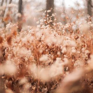 Minimalist autumn laptop wallpaper