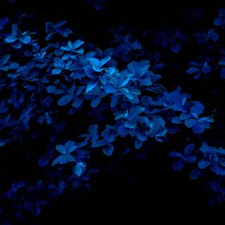 4k navy blue wallpaper