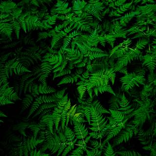 Clean green 4k wallpaper