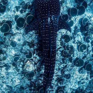 Whale shark iPhone wallpaper