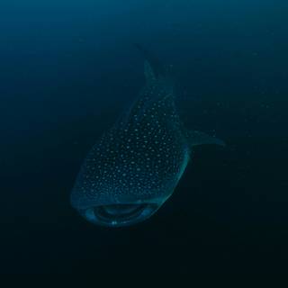 Whale shark iPhone wallpaper