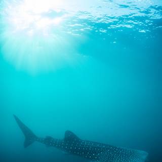 Whale shark iPhone wallpaper
