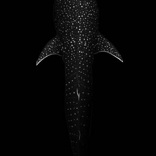 Whale shark iPhone wallpaper