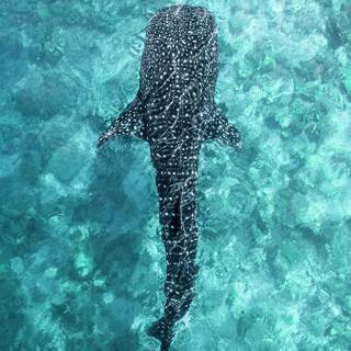 Whale shark iPhone wallpaper