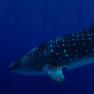 Whale shark iPhone wallpaper