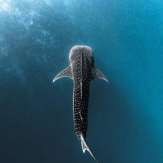 Whale shark iPhone wallpaper