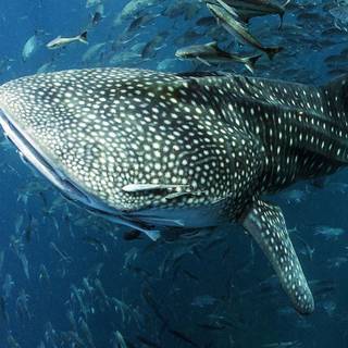 Whale shark iPhone wallpaper