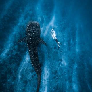 Whale shark iPhone wallpaper