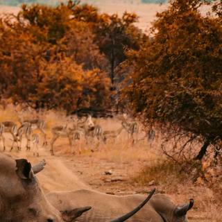 South Africa phone wallpaper