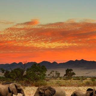 South Africa phone wallpaper