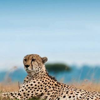 South Africa phone wallpaper