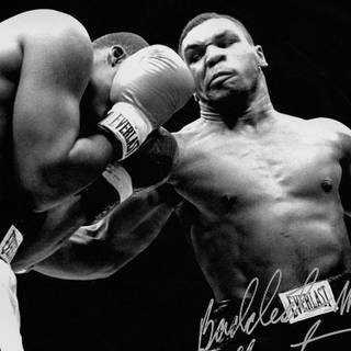 Boxer iPhone wallpaper