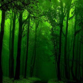 Green forest phone wallpaper