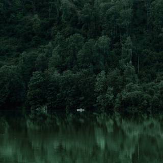 Green forest phone wallpaper