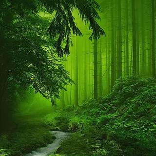 Green forest phone wallpaper