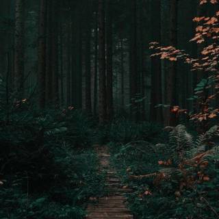 Green forest phone wallpaper