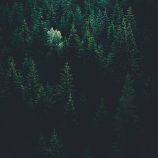 Green forest phone wallpaper