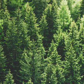 Green forest phone wallpaper