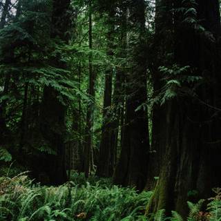 Green forest phone wallpaper