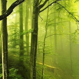 Green forest phone wallpaper