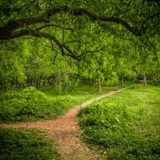 Green forest phone wallpaper