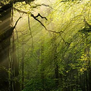 Green forest phone wallpaper