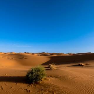 Sahara iPhone wallpaper