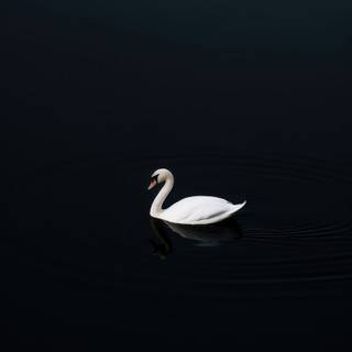 Swan phone wallpaper