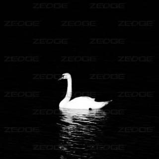 Swan phone wallpaper