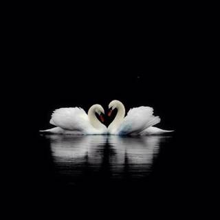 Swan phone wallpaper
