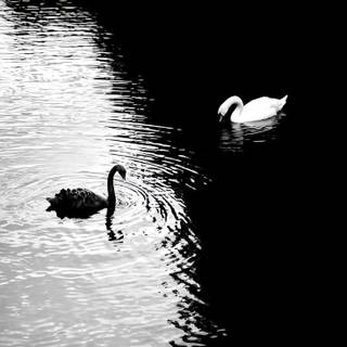 Swan phone wallpaper