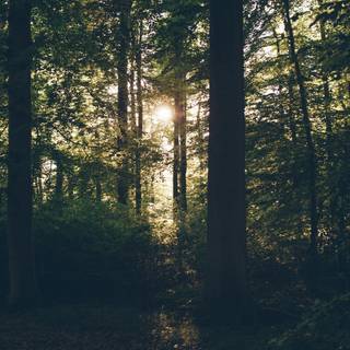 Green forest phone wallpaper