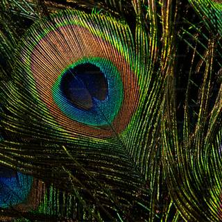 Peacock feather desktop wallpaper